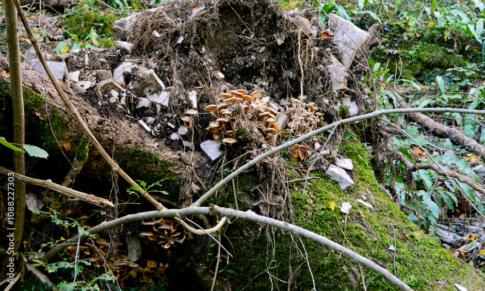 Obraz premium Mushrooms in a tree