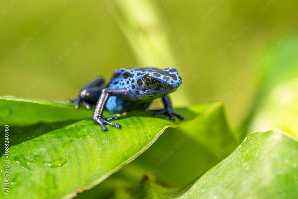 Obraz premium A beautiful adult female blue dyeing poison dart frog (Dendrobates tinctorius azureus).