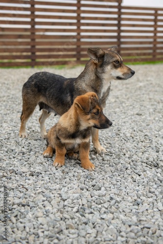 One big dog and one puppy walking together. High quality photo