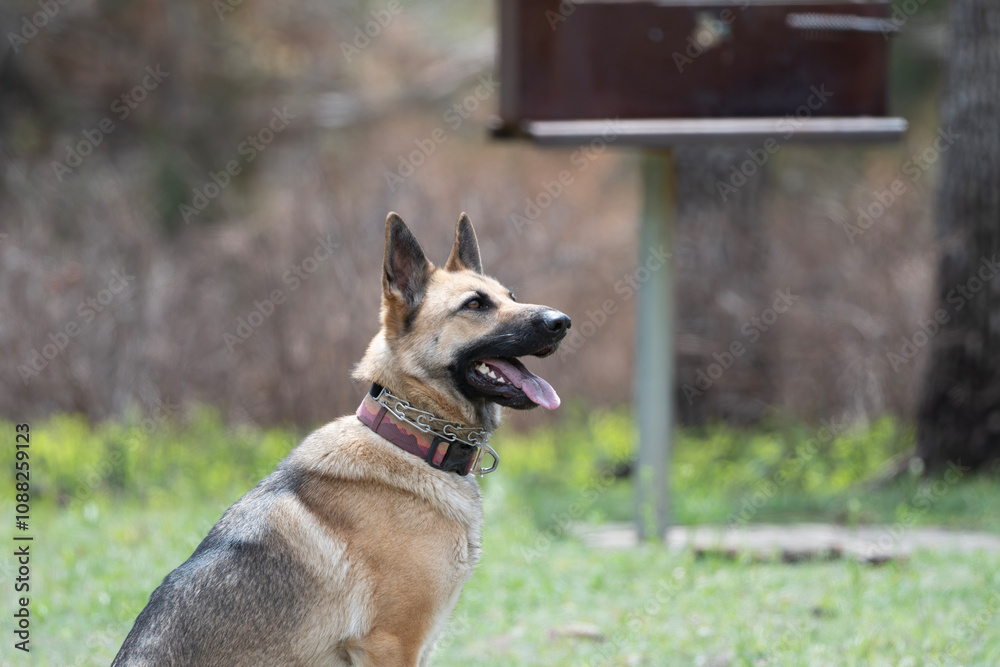 Fototapeta premium German Shepherd Dog listening to Commands 