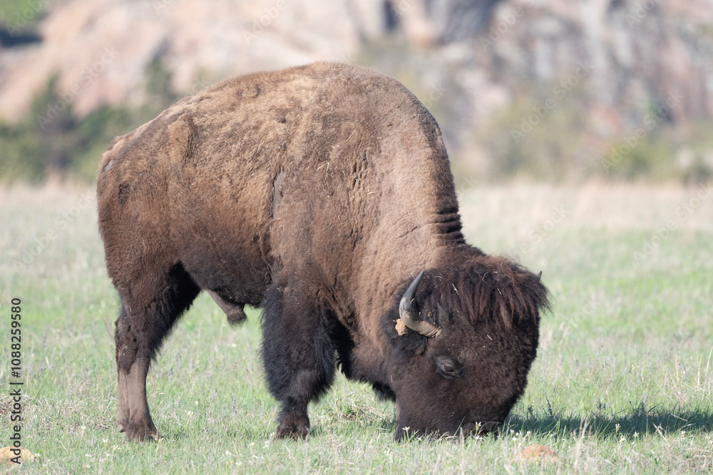 American Bison in the Wichita Mountains American Bison in the Wichita Mountains
