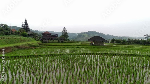 Close up or low angle view of beautiful rice plants in the rice field. Gazebo in the middle of the rice field. Farming and agricultural business.