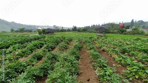 Green vegetable plants in a rural garden