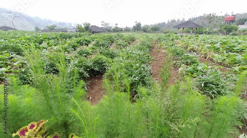 Green vegetable plants in a rural garden