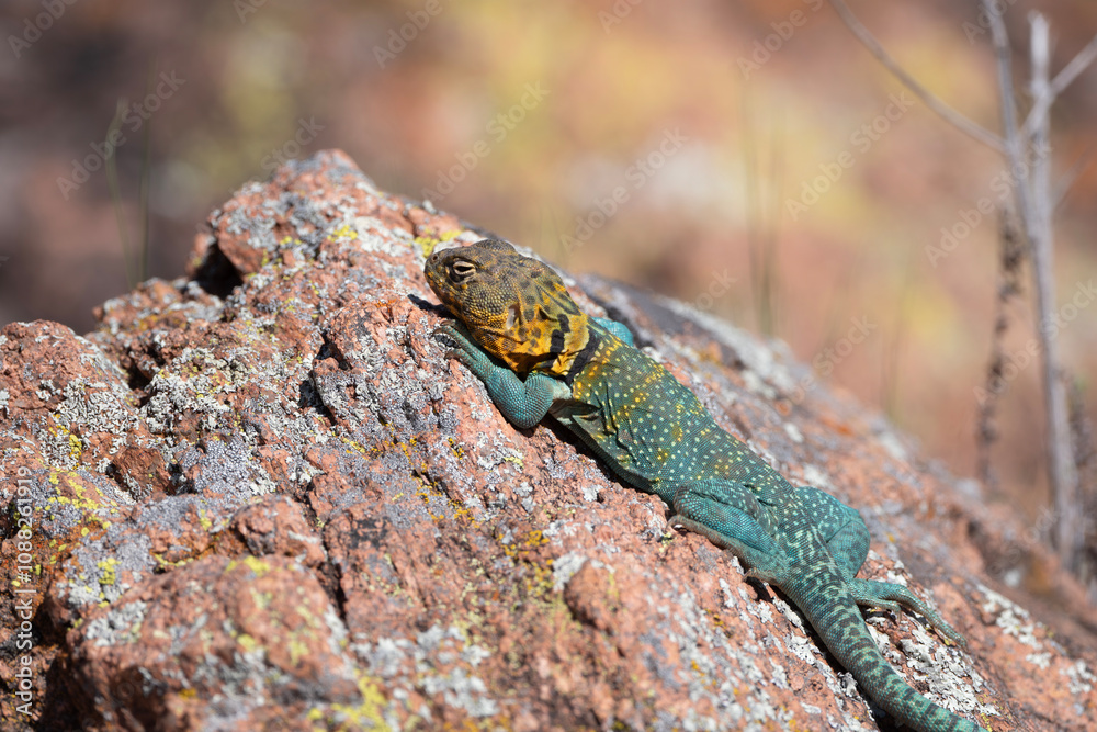 Fototapeta premium Eastern Collared Lizard in the Wichita Mountains 