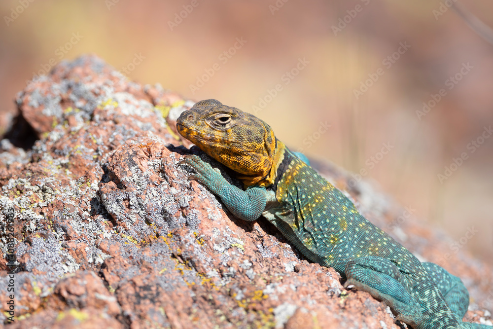 Naklejka premium Eastern Collared Lizard in the Wichita Mountains