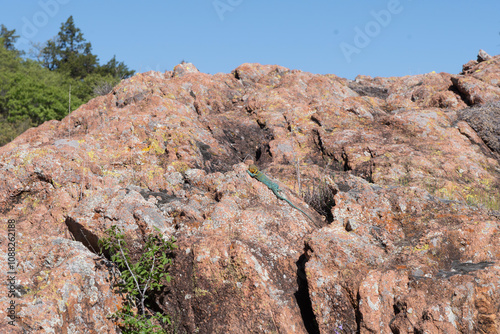 Eastern Collared Lizard in the Wichita Mountains 