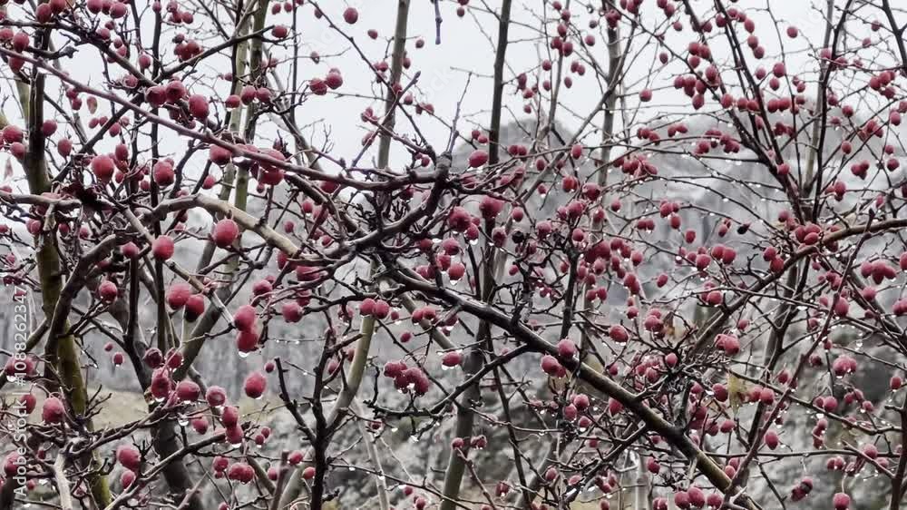Healthy cranberry fruits on their natural tree and after rain details Healthy cranberry fruits on their natural tree and after rain details