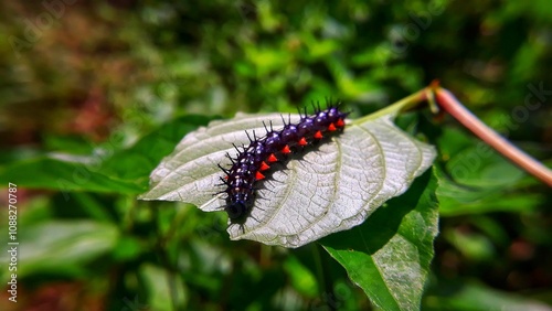 Caterpillar on the leaf and eating the leaf 