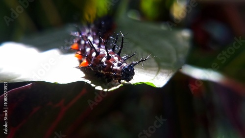 Close-up of caterpillar on the leaves 