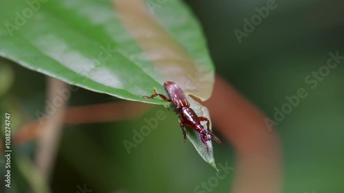 Straight Snouted Weevil (Tribe Acratini) on leaf. Brentidae is a cosmopolitan family of primarily xylophagous beetles. Close up a bug