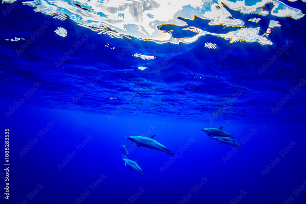 Obraz premium Pantropical spotted dolphins glide gracefully through the deep blue Hawaiian waters