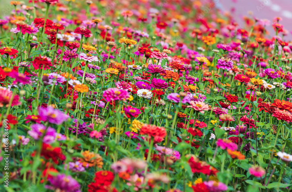 Fototapeta premium An outdoor flower garden with zinnias of various colors blooming. Zinnia elegans, Common Zinnia dahlia Flowered, 