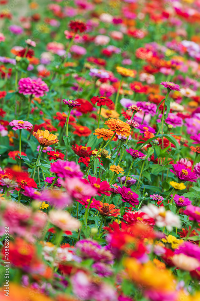 An outdoor flower garden with zinnias of various colors blooming. Zinnia elegans, Common Zinnia dahlia Flowered, An outdoor flower garden with zinnias of various colors blooming. Zinnia elegans, Common Zinnia dahlia Flowered,