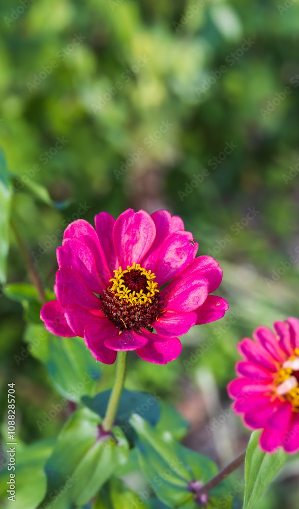 Zinnia found in an outdoor flower garden. Zinnia elegans, Common Zinnia dahlia Flowered Zinnia found in an outdoor flower garden. Zinnia elegans, Common Zinnia dahlia Flowered