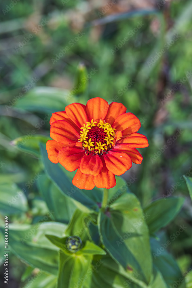 Zinnia found in an outdoor flower garden. Zinnia elegans, Common Zinnia dahlia Flowered Zinnia found in an outdoor flower garden. Zinnia elegans, Common Zinnia dahlia Flowered