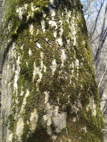 tree trunk with moss