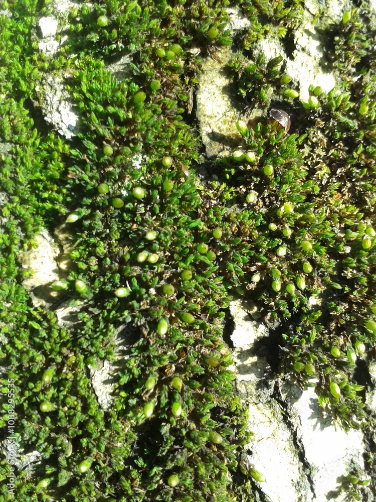 Fototapeta premium mountain moss on the stone