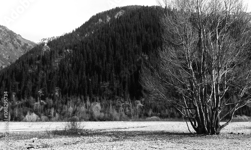 black and white landscape