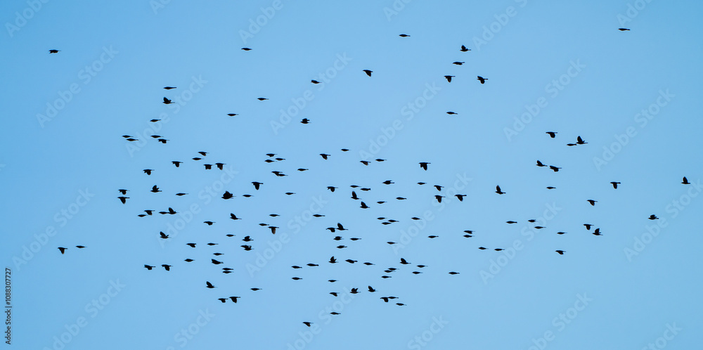 large flocks of bird flying in the blue sky large flocks of bird flying in the blue sky