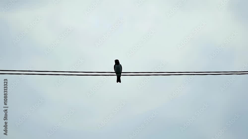 birds on a wire