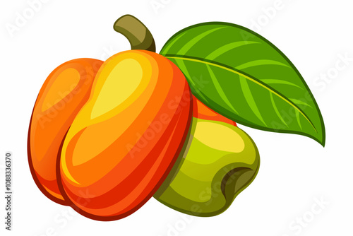 Tropical cashew fruit on white background vector illustration photo