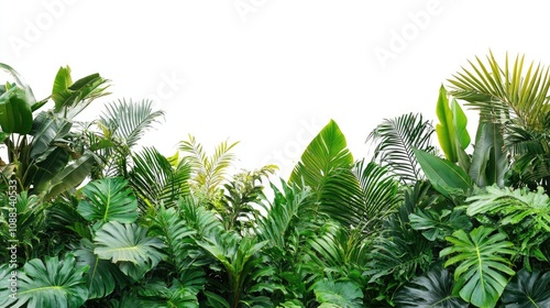 Lush tropical foliage against a bright white background providing ample space for text or design elements