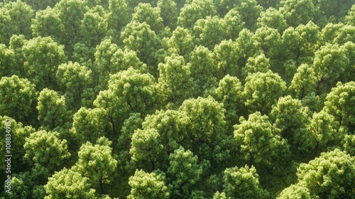 Aerial View of Lush Green Forest Canopy Displaying Thick Clusters of Vibrant Trees Under Bright Natural Light with a Rich Texture and Symmetrical Patterns