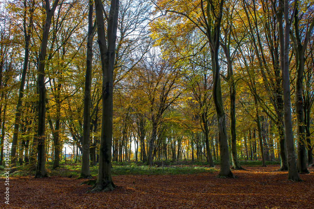 Naklejka premium autumn landscape - november forest, Germany