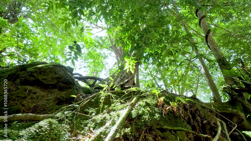Lush Jungle Waterfall in Kanchanaburi Lush Jungle Waterfall in Kanchanaburi