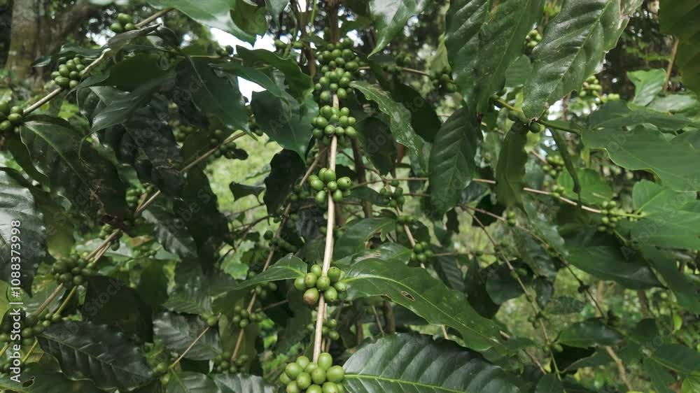 Green coffee bean berry plant fresh raw seed coffee tree growth in eco organic farm at Doi Thep Sadet, coffee in big forest concept. 4k video Green coffee bean berry plant fresh raw seed coffee tree growth in eco organic farm at Doi Thep Sadet, coffee in big forest concept. 4k video