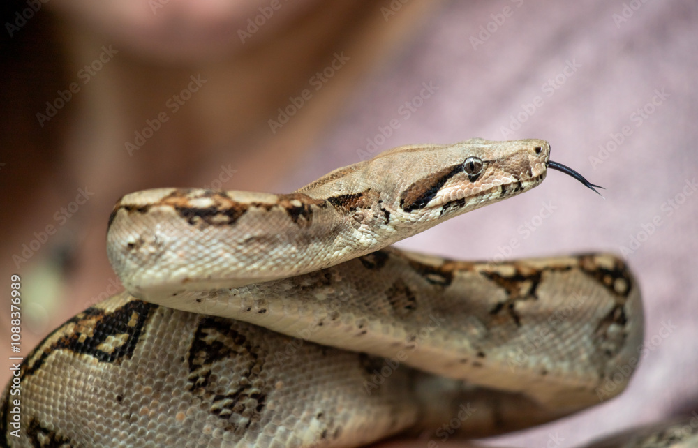 A person is holding a snake with a long, brown body and a black head A person is holding a snake with a long, brown body and a black head