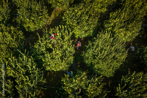 Harvest process of the famous quince of Sakarya province photo