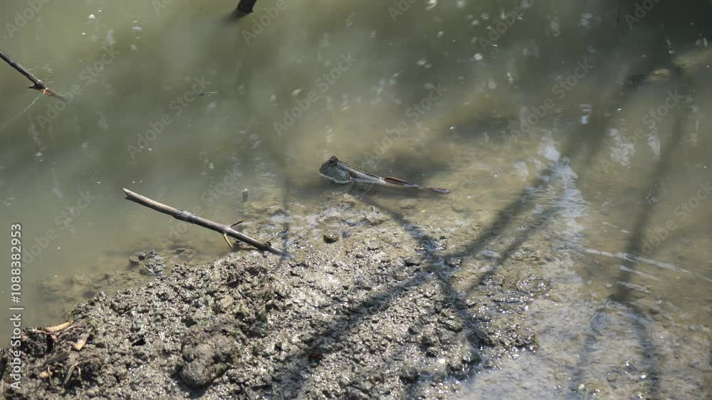 Climbing fish in mangrove forests in Thailand Climbing fish in mangrove forests in Thailand