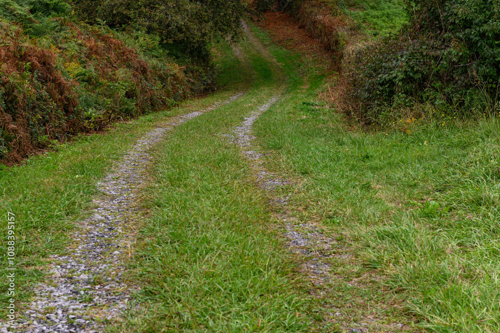 A path that winds into the forest, between trees and dense undergrowth, with no clear direction or knowledge of where it will end. A path that winds into the forest, between trees and dense undergrowth, with no clear direction or knowledge of where it will end.