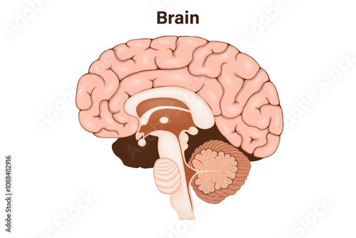 Human brain anatomy vector. Human brain lobes. Nervous system.