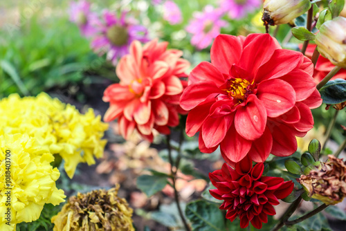 beautiful flowers bloom in the garden