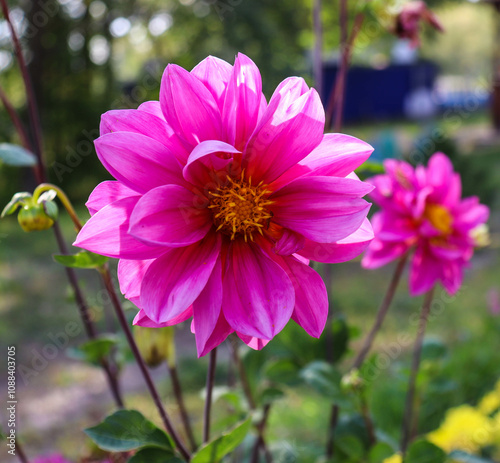 beautiful flowers bloom in the garden