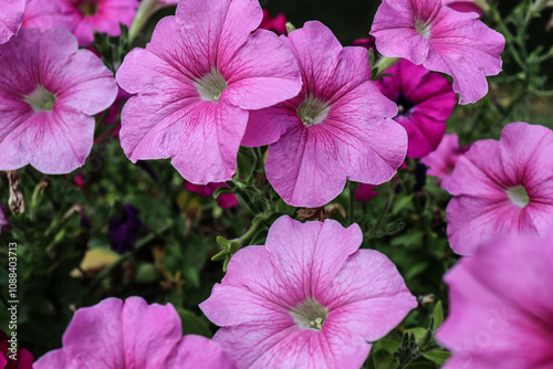 beautiful flowers bloom in the garden