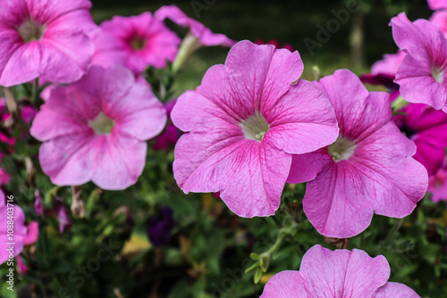 beautiful flowers bloom in the garden