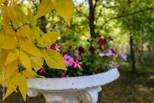 autumn leaves in the park