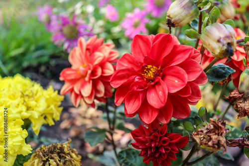 beautiful flowers bloom in the garden