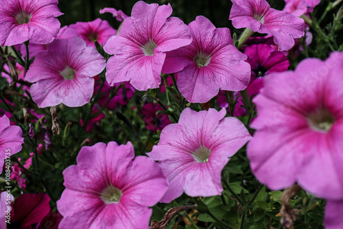 beautiful flowers bloom in the garden