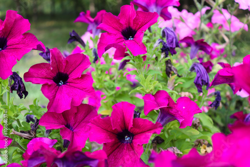 beautiful flowers bloom in the garden