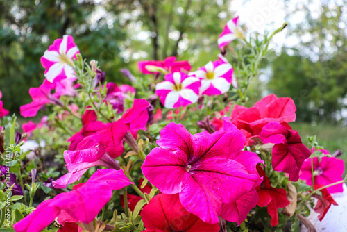 beautiful flowers bloom in the garden