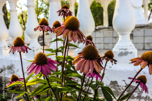 beautiful flowers bloom in the garden