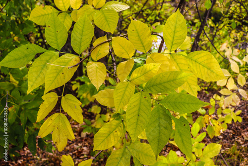 autumn leaves in the park