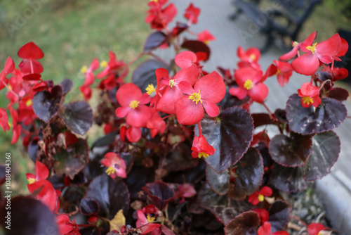 beautiful flowers bloom in the garden