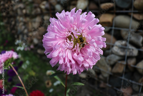 beautiful flowers bloom in the garden
