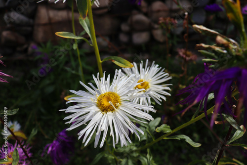 beautiful flowers bloom in the garden